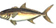 Amberjack