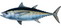 Blackfin Tuna