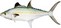 Mackerel