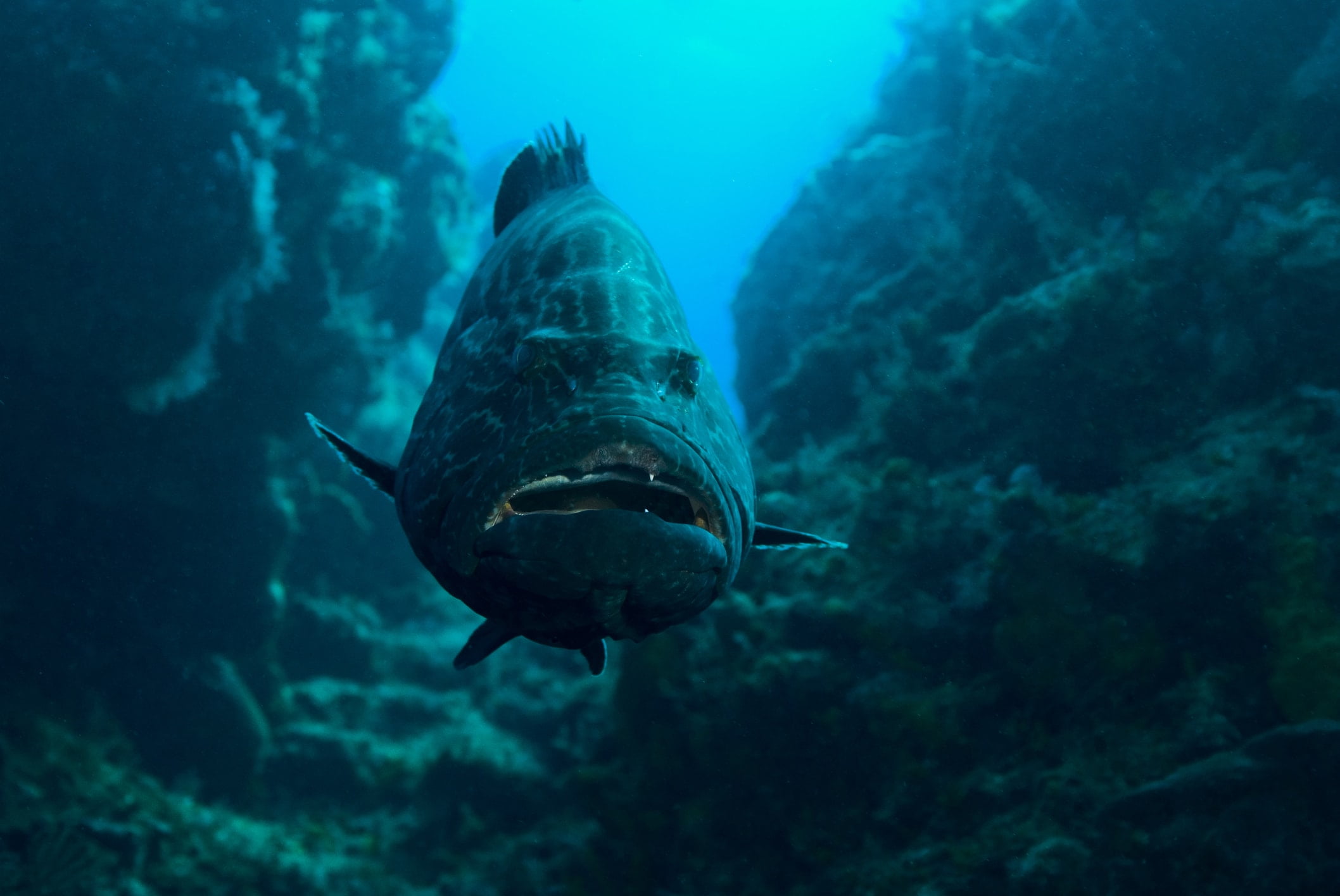 Fishing for Black Grouper in Key West Fish Key West™