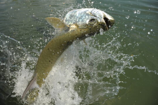 The Tarpon Hit Town & Key West Flats Fishing Kicks Off