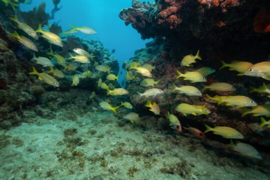 Key West Reef Fishing Stays Hot in July
