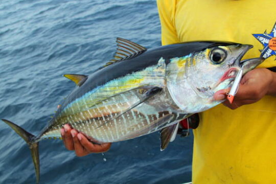 Blackfin Tuna