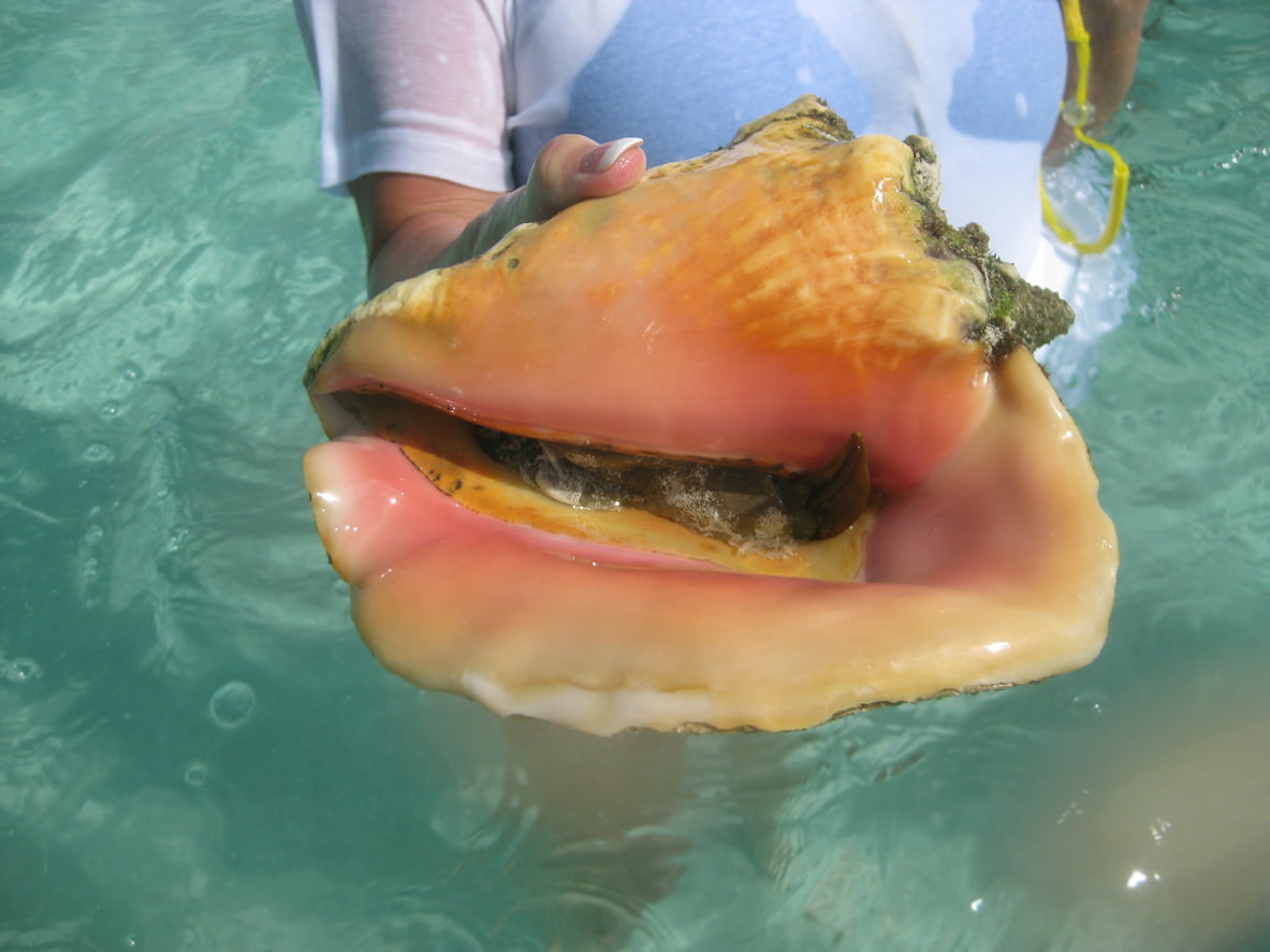 Conch | Fish Key West