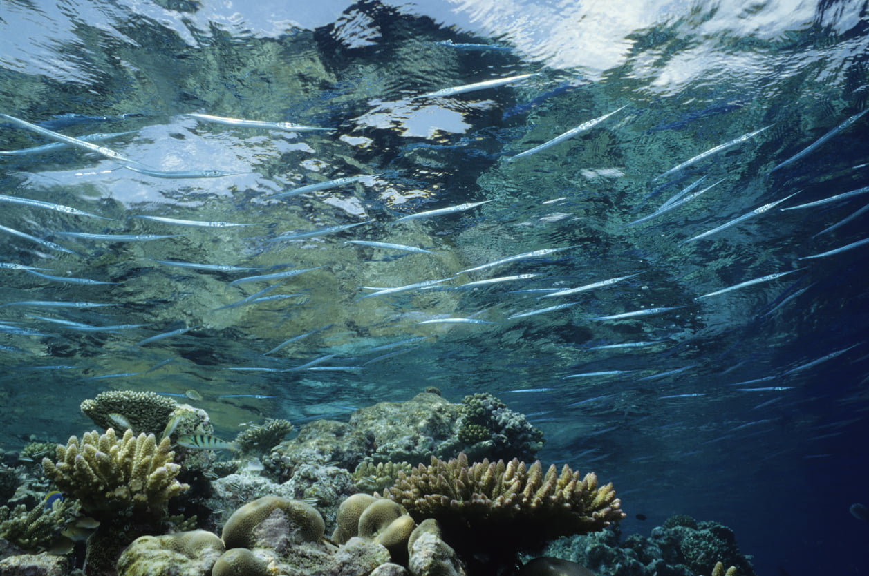 Patch Reef Fish Key West