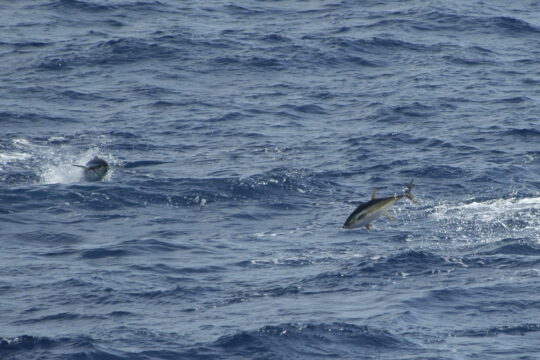 Yellowfin Tuna