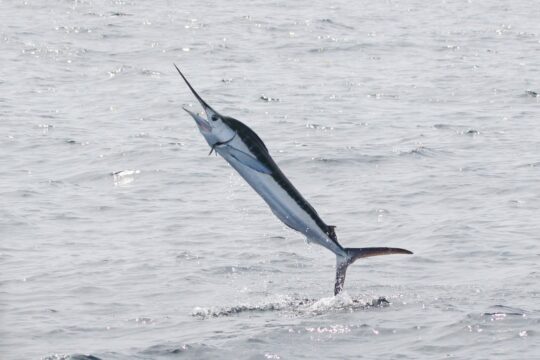 White Marlin