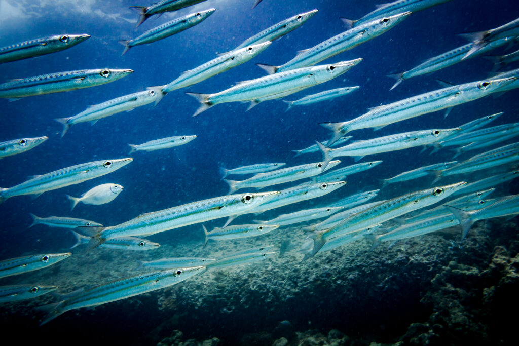 Coral reefs are the one of earths most complex ecosystems, containing over 800 species of corals and one million animal and plant species. Here we see a shallow coral reef supporting shoals of Yellowtail Barracuda (Sphyraena flavicauda). These young Barracuda remain in a shallow Lagoon schooling together to hunt fish and avoid predators. This is a typical juvenile behaviour that helps to ensure the survival of the species. Image taken whilst scuba diving at Ko Haa, Andaman Sea, Krabi province, Thailand. Taken on Sony mirrorless camera with underwater housing and Inon Z330 strobe.