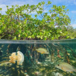 Key West Fish Species